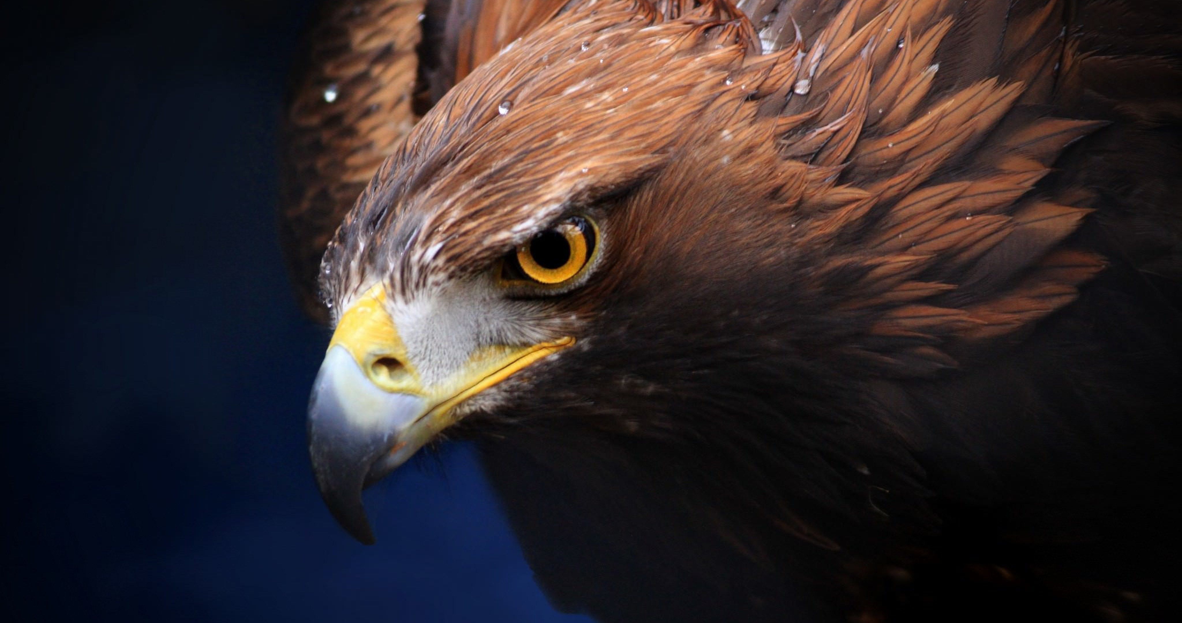 golden eagle image